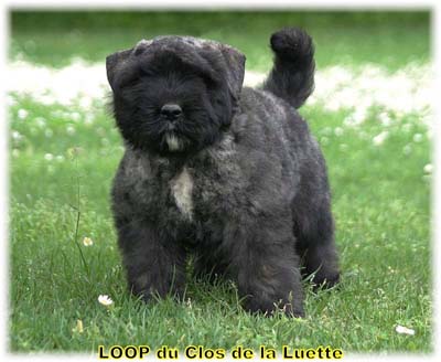 LOOP du Clos de la Luette © copyright Elevage de Bouvier des Flandres du Clos de la Luette